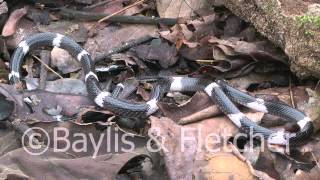 Sri Lankan Krait Sri Lanka 20110207092242mp4 [upl. by Vincenty]