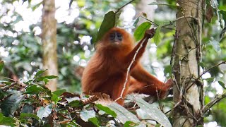 Red Leaf Monkey Presbytis rubicunda [upl. by Redleh]