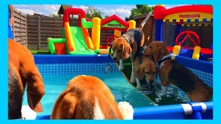 Funny Beagle Dogs Having a Pool and Bounce House Party  Louie The Beagle [upl. by Assenar]