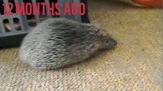 Update  one year later Mimic the Lesser Hedgehog Tenrec Suspected Metabolic bone disease [upl. by Attah975]