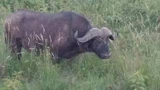 Cape Buffalo  Ngorongoro crater rim May 2017 [upl. by Sadler]