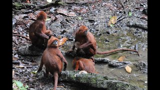 Meet The Salt Lick Licking Monkey Presbytis rubicunda [upl. by Erkan]