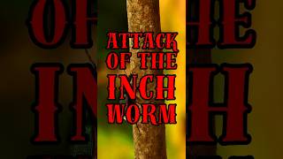 Deadly Inch Worm inchworm insects animals [upl. by Ennagrom]