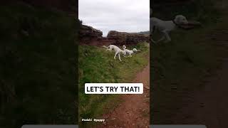 Salukis Puppy Zoomies 💨 saluki puppy dogshorts shorts cutepuppies [upl. by Anyahc56]