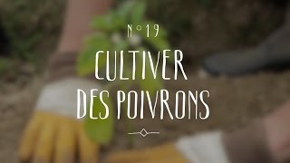 Cultiver des poivrons [upl. by Aneeras]