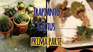 Come trapiantare i cactus  Succulente Cactacee parte 1 [upl. by Treb]