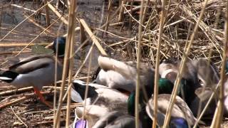 MALE DUCKS IN A MATING FRENZY [upl. by Lissak]