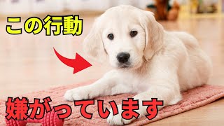 【最新版】犬が嫌がる人間の行動10選を紹介 [upl. by Ancalin]