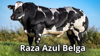 Raza de ganado bovino Azul Belga Musculatura Imparable en la Industria Ganadera [upl. by Freud]