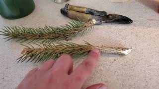 How to propagate evergreen trees from limb unions and cuttings [upl. by Wind]