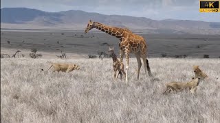 Lion killed giraffe and her baby  lion attacked giraffe [upl. by Meyers290]