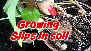 Growing and rooting sweet potato slips in the soil  NO rooting in water needed  VLOG [upl. by Riek608]