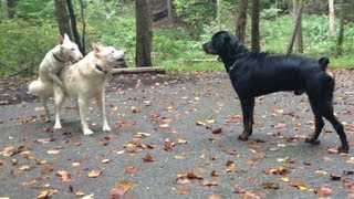 Rottweiler Vs Husky [upl. by Pollak]