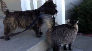 Cairn Terrier puppy plays with cat [upl. by Camp]