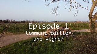 Taille de la vigne  technique en double guyot  Viticulture en biodynamie [upl. by Gilbert]