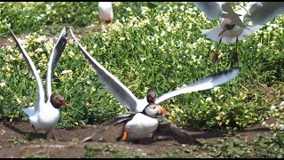 The Atlantic Puffin life in the colony 4K [upl. by Enotna]