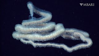 The woolly siphonophore thrives in the deep sea by stretching out to catch a meal [upl. by Leuqcar]