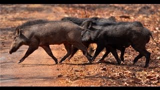 Wild Boar Mating  Tadoba [upl. by Archy844]