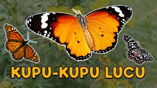 Kupukupu yang Lucu  lagu anak kupukupuyanglucu [upl. by Lambrecht]