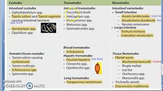 Parasitology 001 c Parasites Classification Helminth Cestodes Trematodes Nematodes [upl. by Korff279]