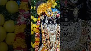 Jay Shree Krishn â¤ï¸ðŸ§¿  radheradhe dwarkadhish radharaman bankebihari radhavallabh subscribe [upl. by Alicsirp]