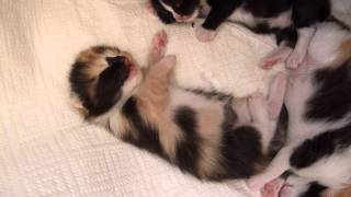 1week old kitten dreaming and hissing [upl. by Vastah397]