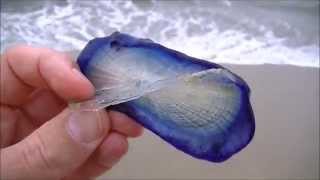 What is this Strange creature Beach find Thousands of purple sail velella [upl. by Drofkcor]