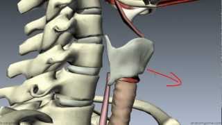 Muscles of the Larynx  Part 1  3D Anatomy Tutorial [upl. by Dnalkrik]