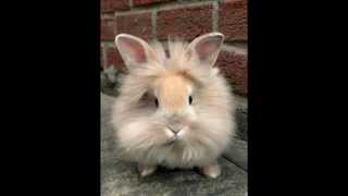 Lionhead Rabbits [upl. by Atilek]