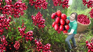 Harvest Spondias – This fruit produces many delicious dishes and also contains many medicinal uses [upl. by Ollopa268]