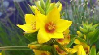 Dotted Loosestrife Lysimachia Punctata  Large Yellow Loosestrife  20120626 [upl. by Eidnim]