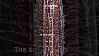 quotSarcomere The Fundamental Unit of Muscle Contractionquot [upl. by Anuska]