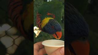 Feeding a Cute 🦜 LORIKEET [upl. by Colyer]