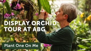 Display ORCHID CONSERVATORY Tour AtlBotanicalGarden — Ep 323 [upl. by Jerz]