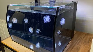 Fried Egg Jellyfish in the Omni 8 Jellyfish Aquarium [upl. by Sonia234]