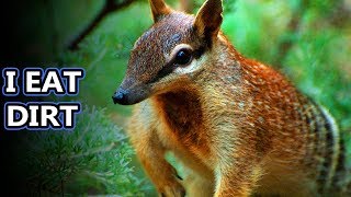 Numbat facts also known as banded anteaters  Animal Fact Files [upl. by Mandal]