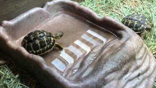 Watch as a threeyearold Tuscan western Hermanns tortoise explores his new enclosure [upl. by Akinaj]