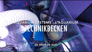 Mein Technikbecken Meerwasser L´ Aquarium Penis Koralle ClariSea Vliesfilter Tunze Skimmer UV Lampe [upl. by Swartz]