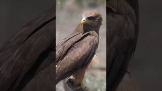 Yellowbilled kite sounds Bird Sounds [upl. by Nancie338]