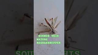 SOUNDS THIS NATURE REGRASSHOPPER grasshopper insects nature yt viral vlog 219 [upl. by Bhatt]