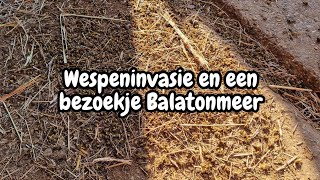 Wespeninvasie en een bezoekje Balatonmeer  Vlog 90 [upl. by Arand493]