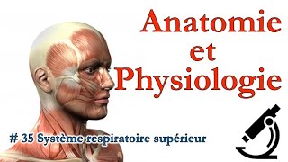 Anatomie et Physiologie 35 Système respiratoire supérieur [upl. by Beitnes427]