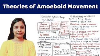 Amoeboid Movement  Theories of Amoeboid Movement  AllAboutBiology [upl. by Lenka]