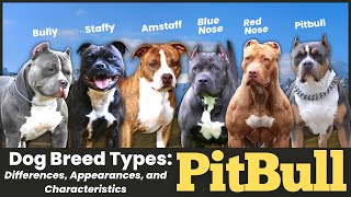 Pitbull Dog Breed Types Differences Appearances and Characteristics [upl. by Drucy]