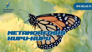 Metamorfosis KupuKupu [upl. by Nihi]