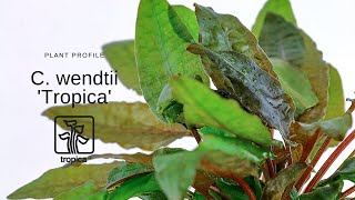 Cryptocoryne wendtii Tropica [upl. by Knudson]