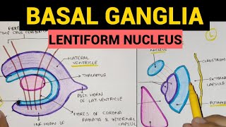 Basal Ganglia  2  Lentiform Nucleus [upl. by Sivert676]