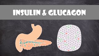 Pancreas Hormones Insulin amp Glucagon  Anatomy amp Physiology [upl. by Lorin]