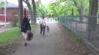 Dressage de chien  Apprendre à son chien à marcher au pied sans laisse [upl. by Adiaros402]