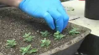 Propagating Plants from Cuttings [upl. by Diskson]